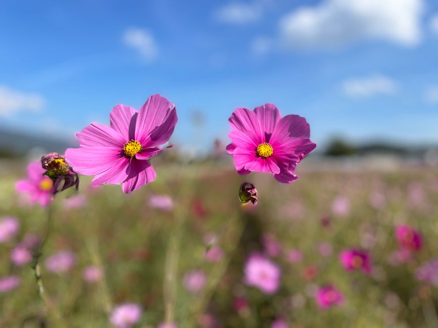 4.Kapitel: Ein bisschen vorzeitig ins Paradies
