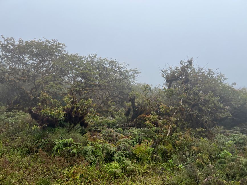 Die Fahrt hoch zum Krater durch nebelverhangene Wälder und Farnlandschsften