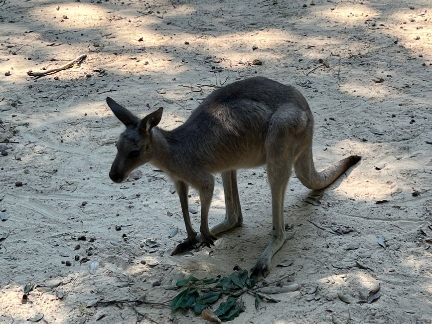 Tag 16 - Phu Quoc: Tierische Higloghts und glitzerndes Einhorn