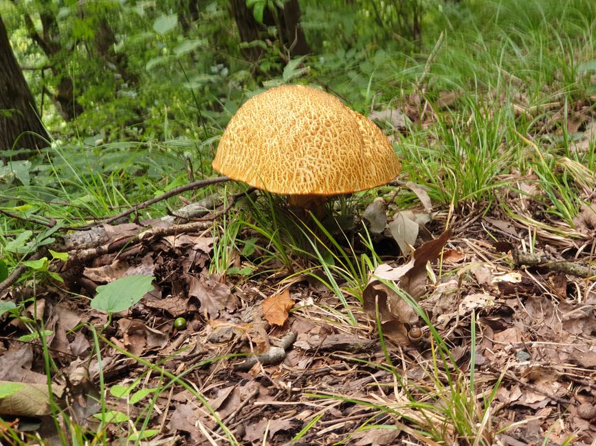Kennt jemand diesen Pilz?