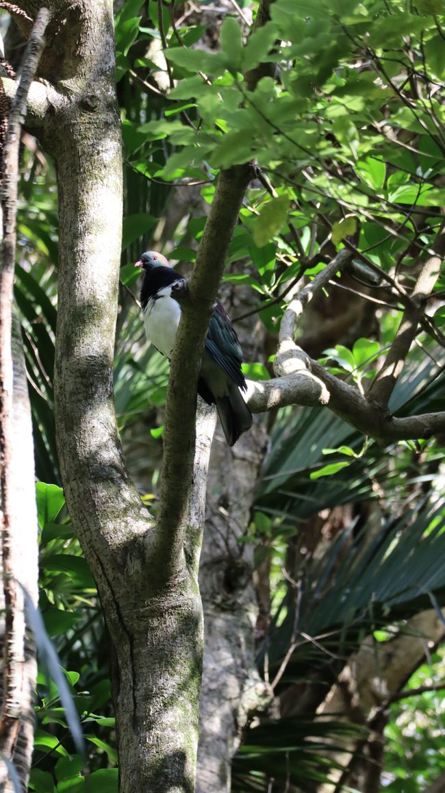 Kereru - neuseeländische Taubenart