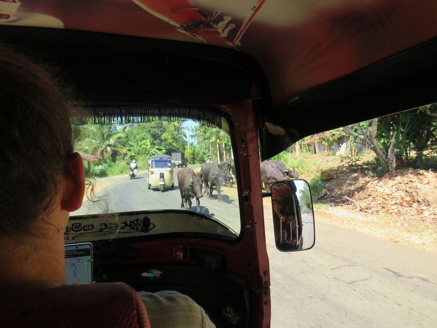 Sinharaja - l'ultima foresta pluviale dello Sri Lanka