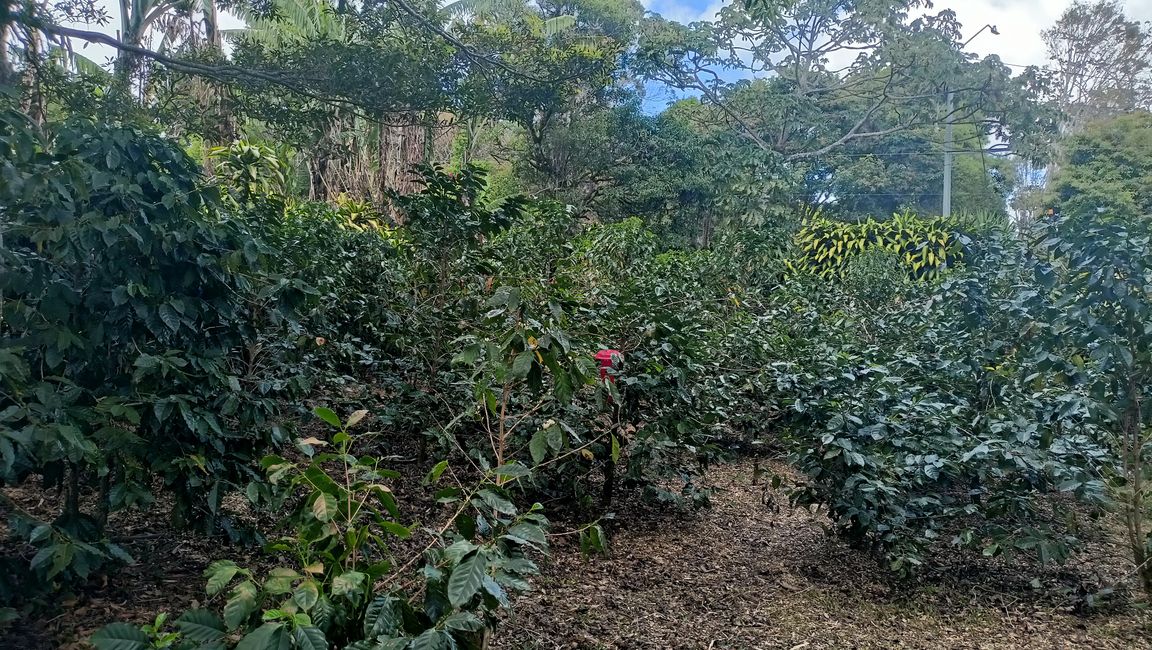Road Trip Boquete - Santa Catalina - Panama City