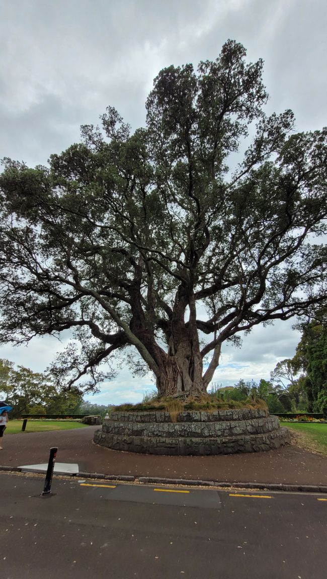 29.Januar-27.Februar 2025 Neuseeland
20.Januar