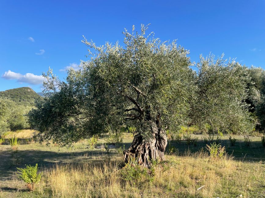 Einer der vielen Olivenbäume