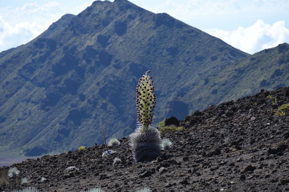 Volcan Haleakala - Randonnée dans le cratère - Épée d'argent