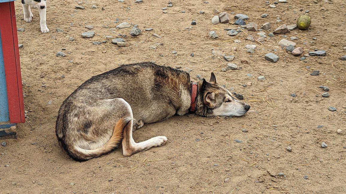 Day 21: Around Whitehorse: Husky Puppies, Emerald Lake & the smallest desert in the world