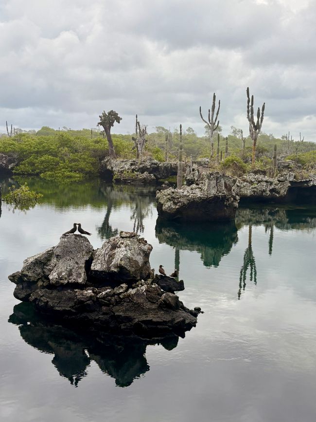 Isabela (Galápagos)