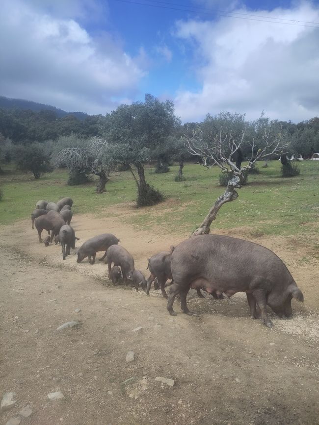 die berühmten schwarzen iberischen Schweine
