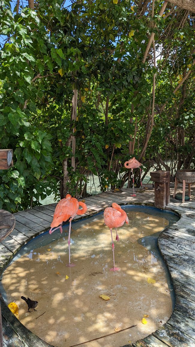 Flamingos am Adult Beach