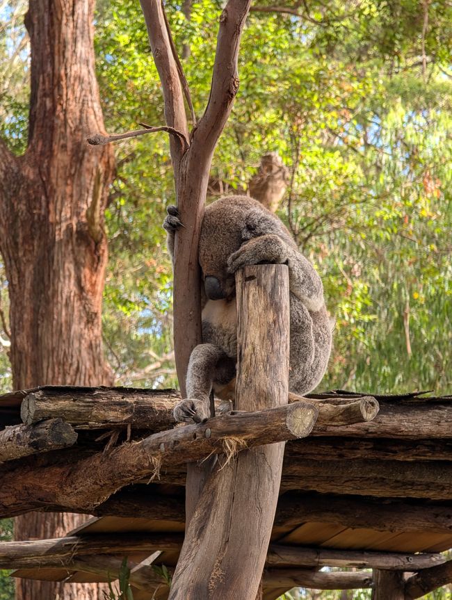 6 Koala e una sanguisuga