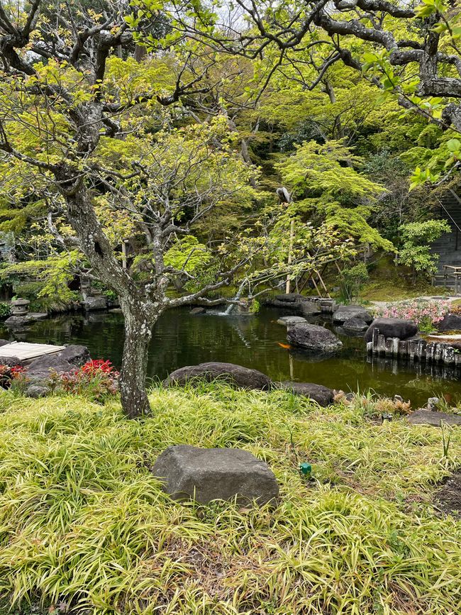Kamakura-Freitag-11.04.25