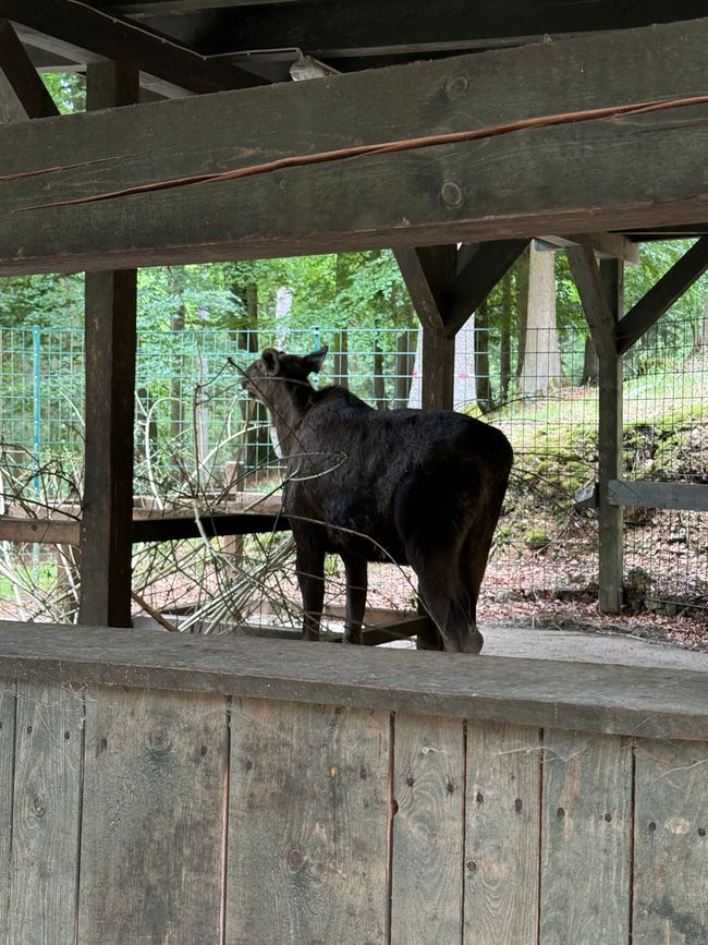 📍Wildpark, Hundshaupten/ 📍Wildlife Park, Hundshaupten