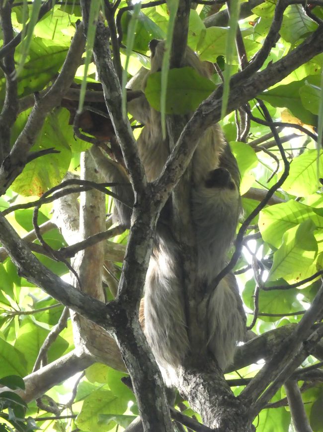 Sloth - Manuel Antonio National Park