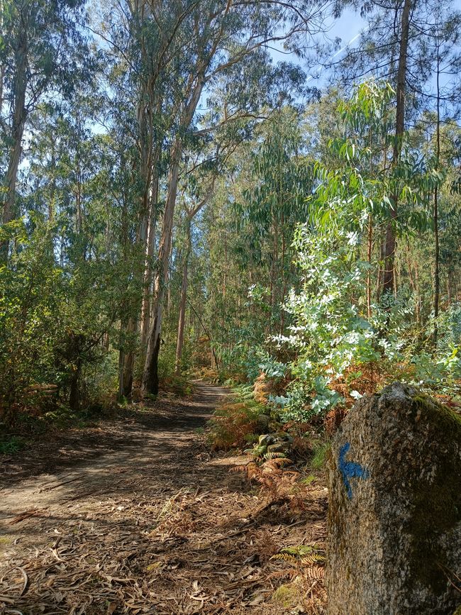Foresta di eucalipti 