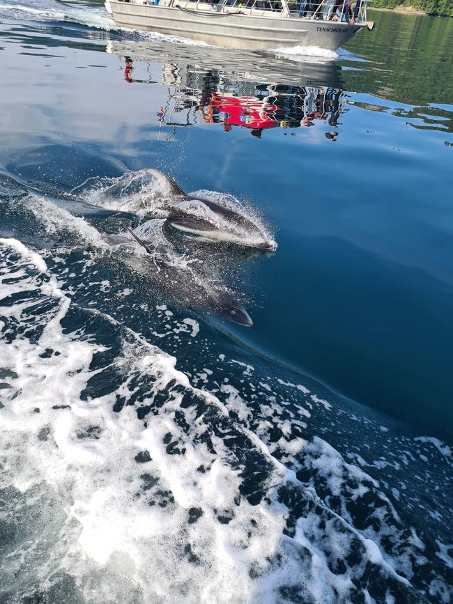 Delfines