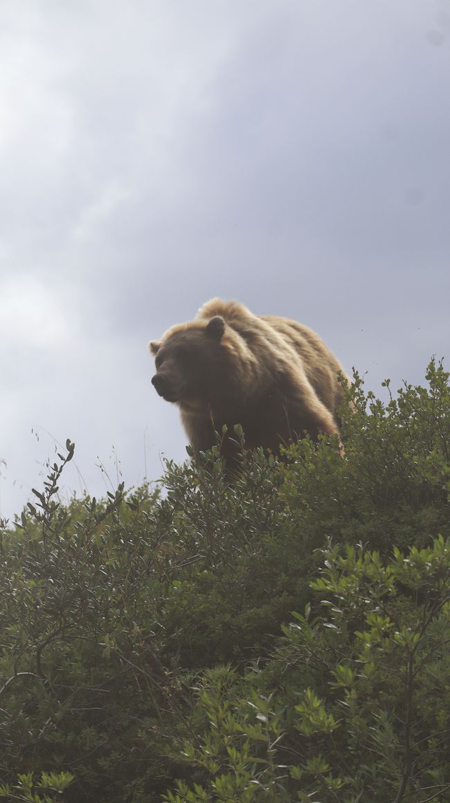 Grizzly 2