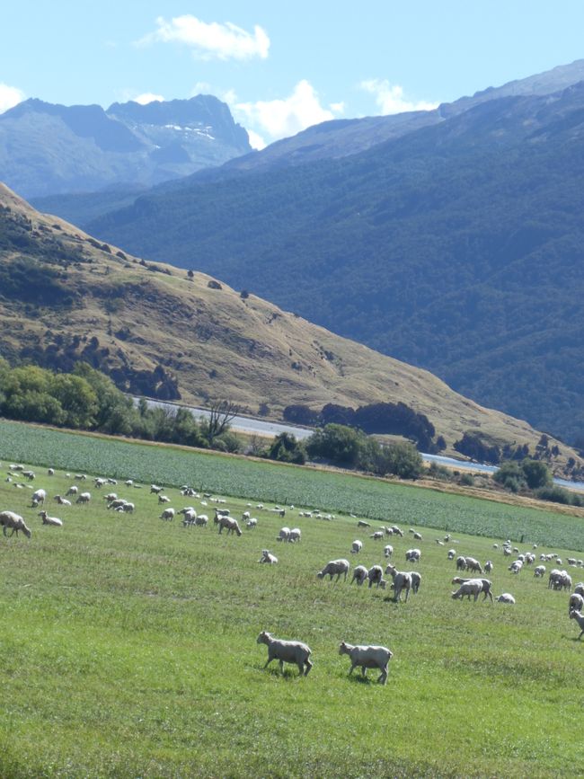 2025-02-26 Wanaka, Nuova Zelanda