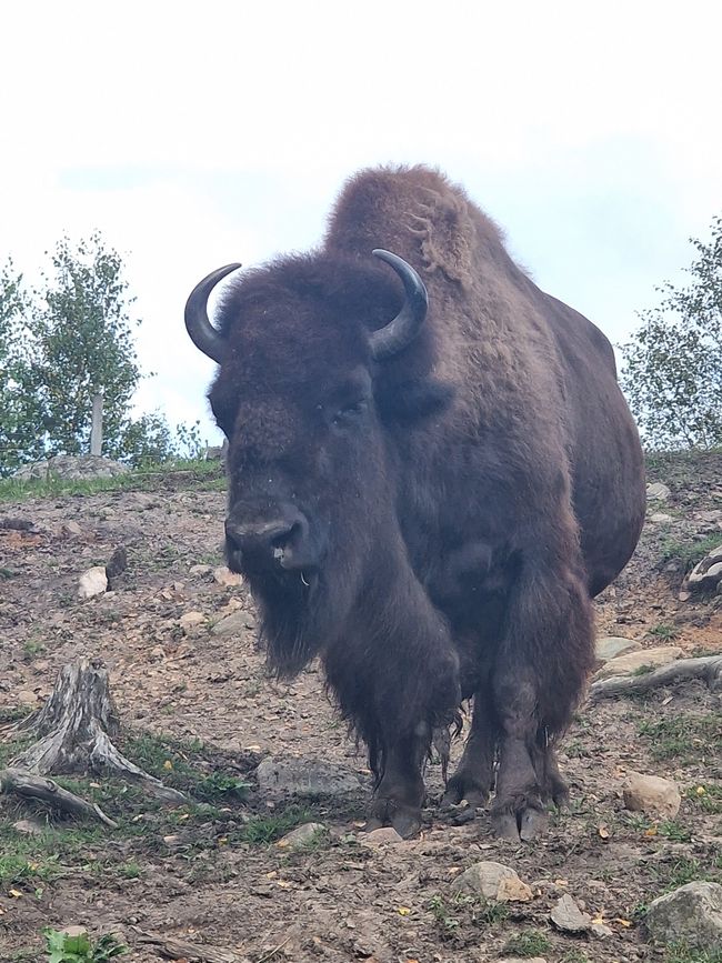 Svezia 6° giorno - Safari degli alci, acquisto di un caricabatterie e campeggio speciale