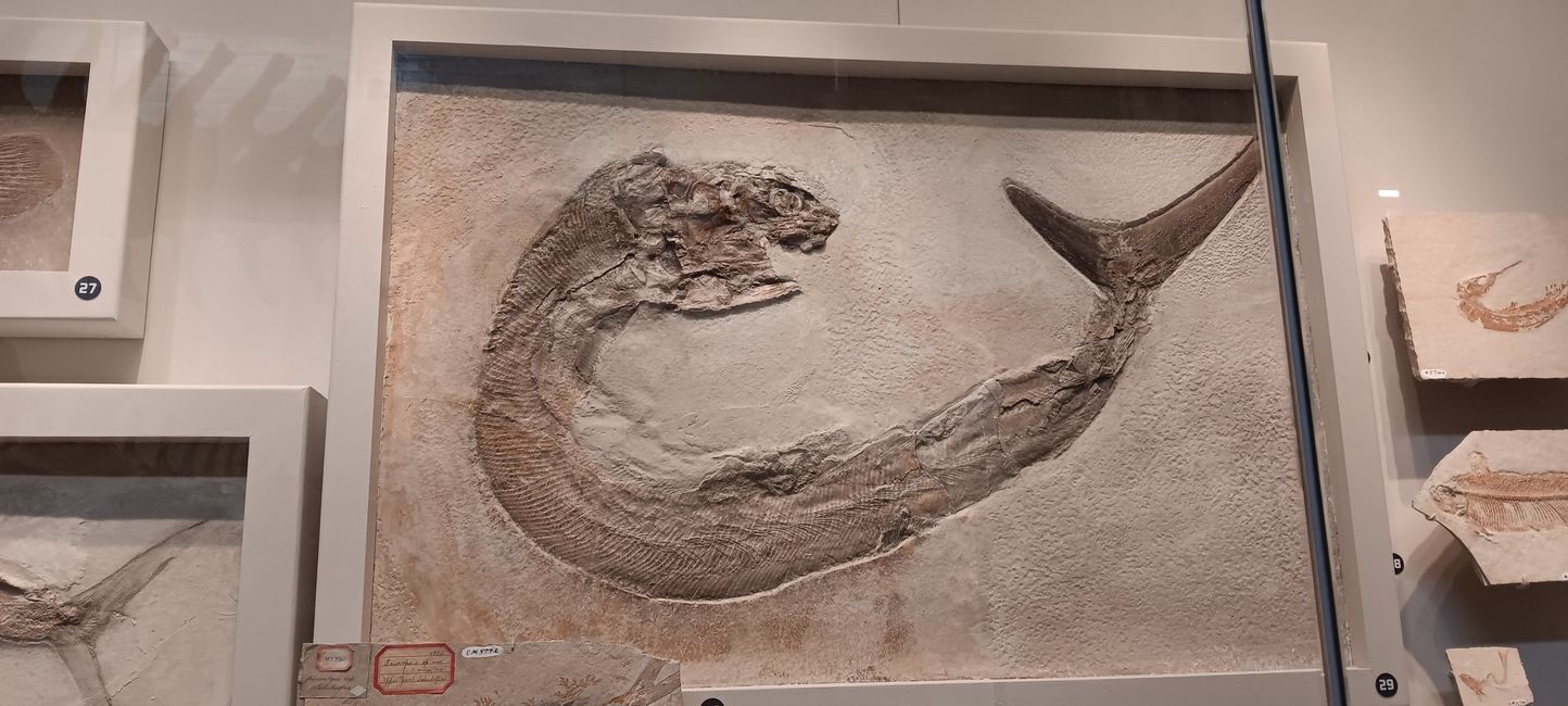 Museum of Natural History I