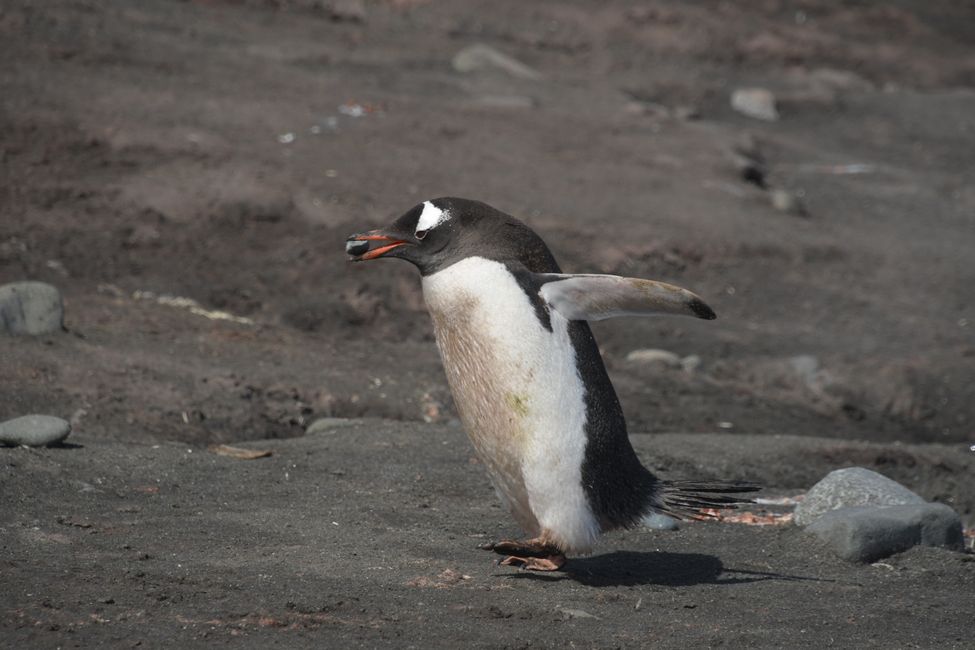 Eselspinguin / Gentoo penguin