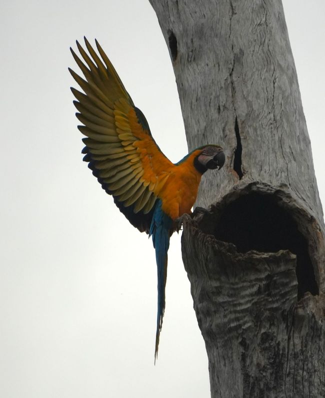 Navegando en canoa por el sur del Amazonas