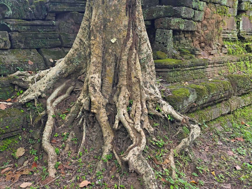 Angkor Wat & Wat Thom