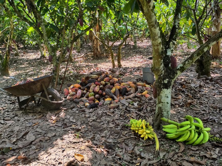 Shining beetles, green oranges, and other peculiarities: My last days in the Peruvian Selva