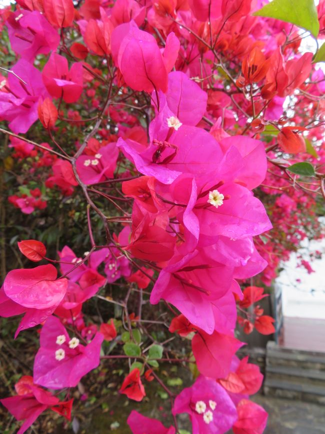 Rhododendronblüte