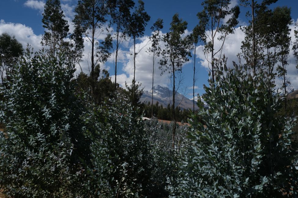 Huaraz 🦙
