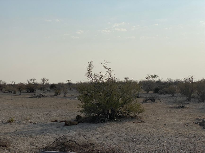 Ethosa Nationalpark 🐘🦒