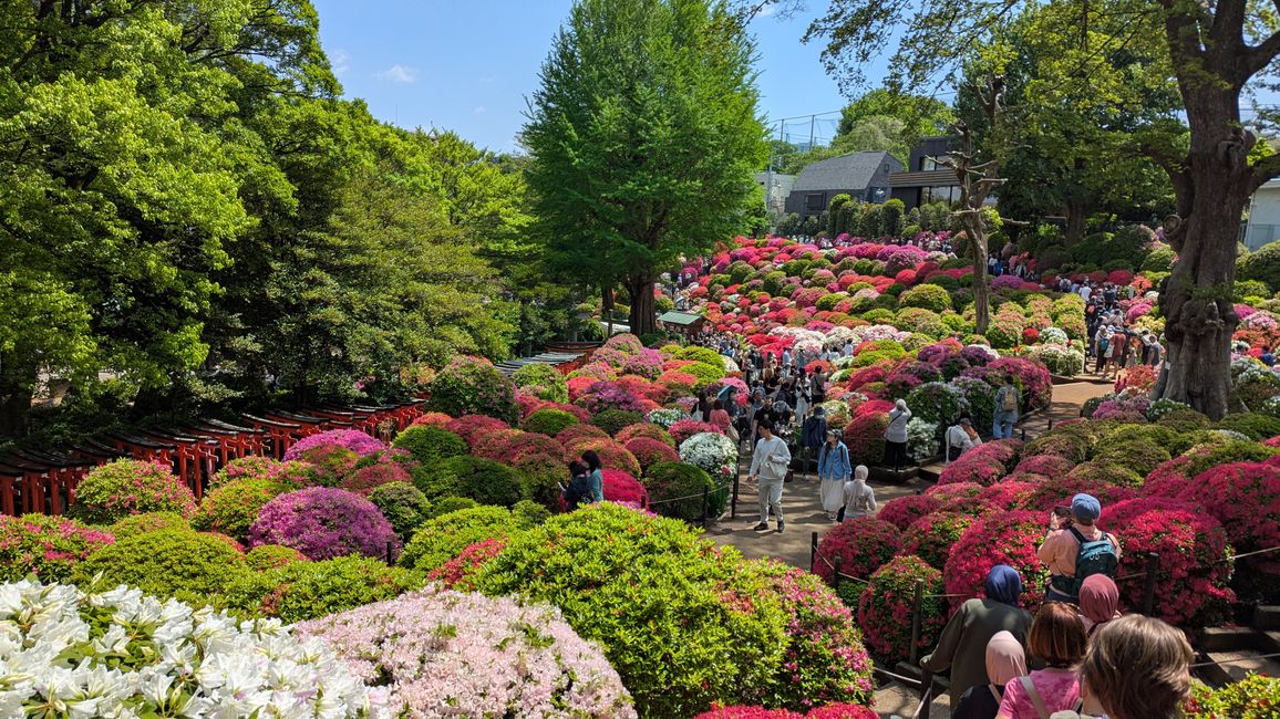 Tenno ji Tempel, Nezu Schrein, Hie und Innrie Schrein