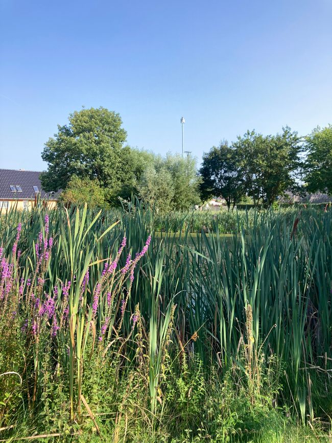 Greifswald und über die Freude im Großen und im Kleinen