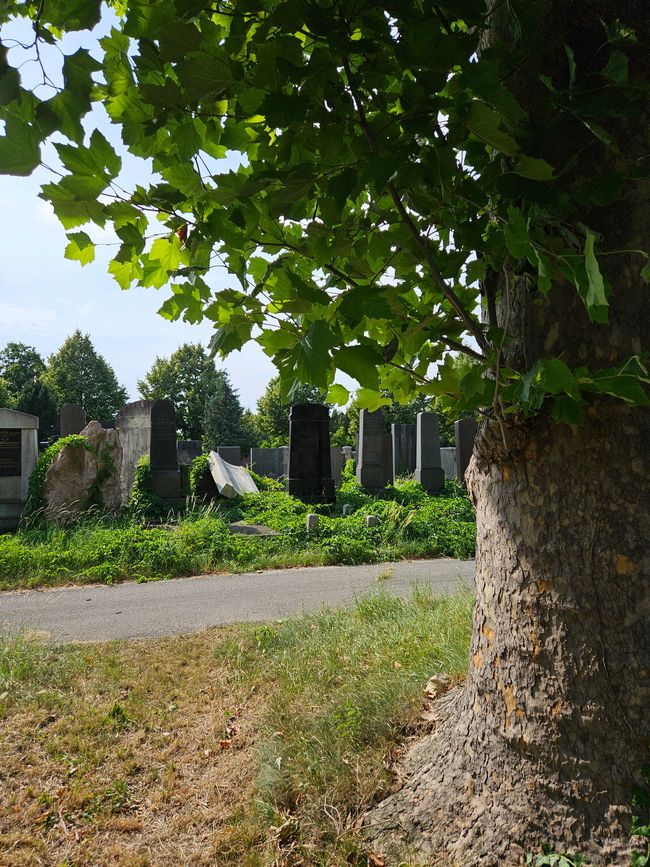 Auf dem jüdischen Friedhofsteil 