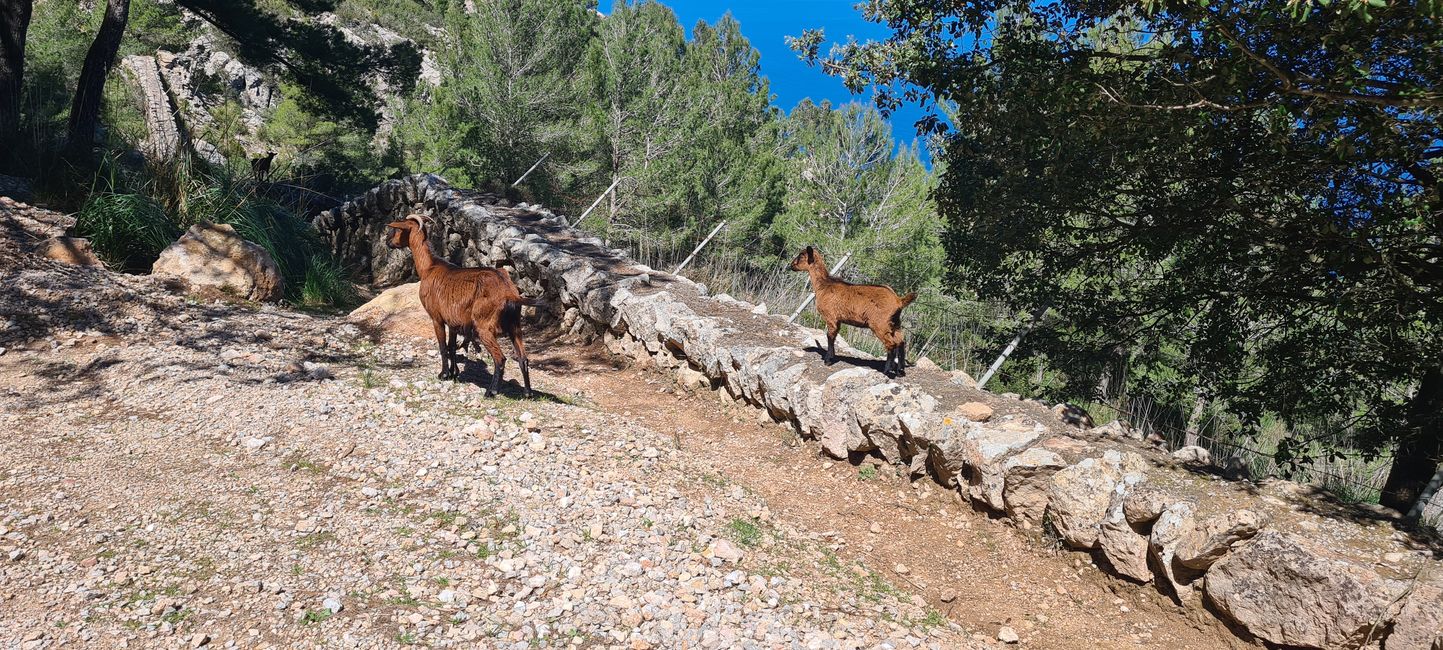 Der erste Anstieg von Finca Ses Fontanelles nach Estellencs