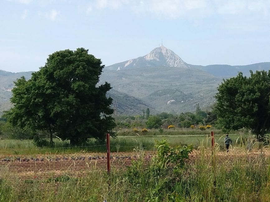 Tag 6: Irgendwas zwischen Ananas und Avocado - die Farm Home for all