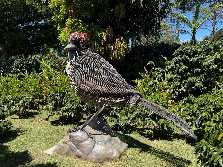 La explicación sobre el pájaro