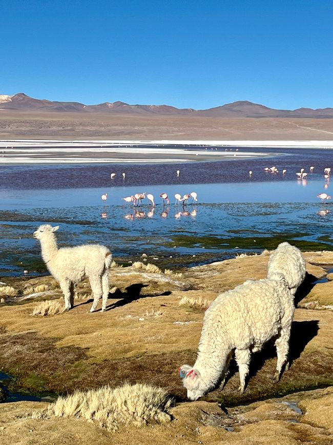 Salar de Uyuni