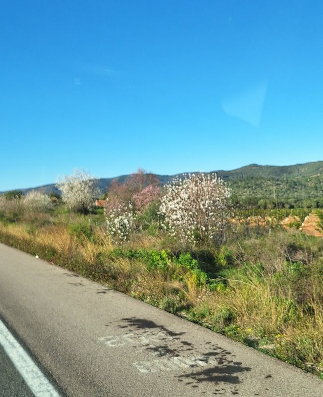 Mandelbäume blühen 