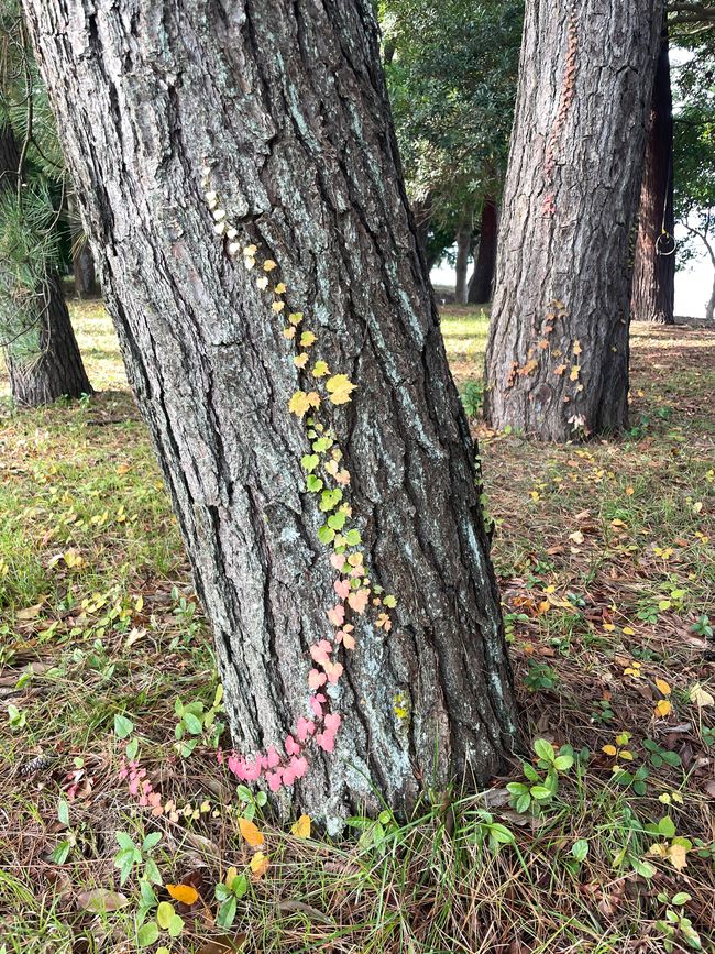 26. Kapitel: 
Frühstücksbuffet und Amanohashidate-Landzunge: Beide atemberaubend