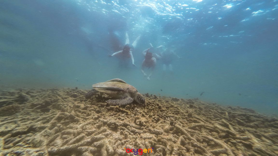 Thailand (Tag 52-71)