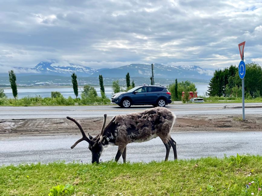Das klassische Straßenbild der absolut gemütlichen Rentiere - ich habe mich noch nicht daran gewöhnt. 