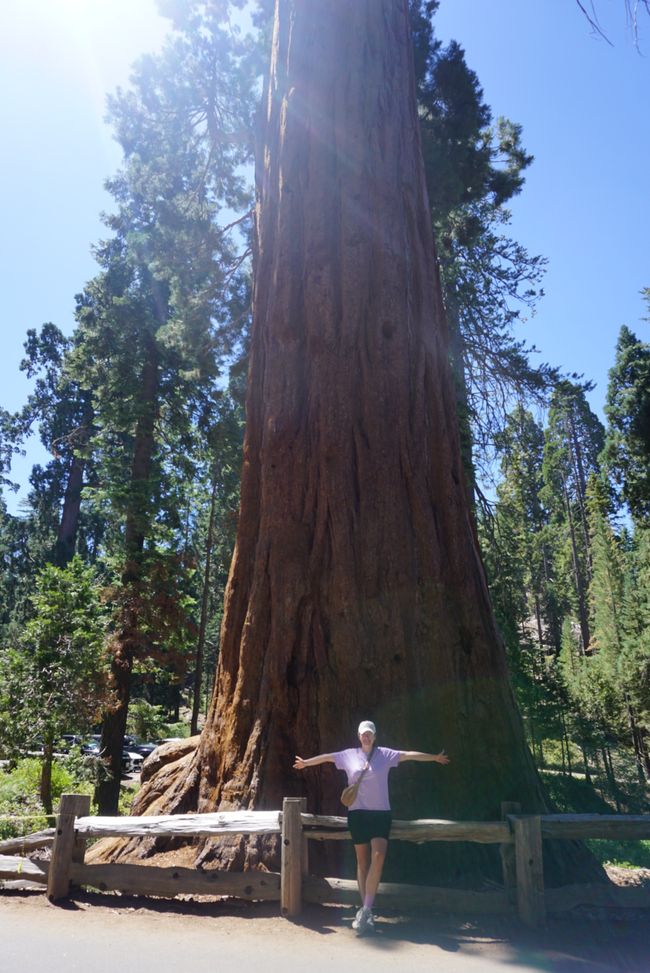 Etiqueta 10 - Gigantes del bosque 🌲