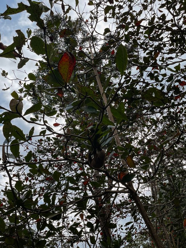 Puerto Viejo de Talamanca 🦥