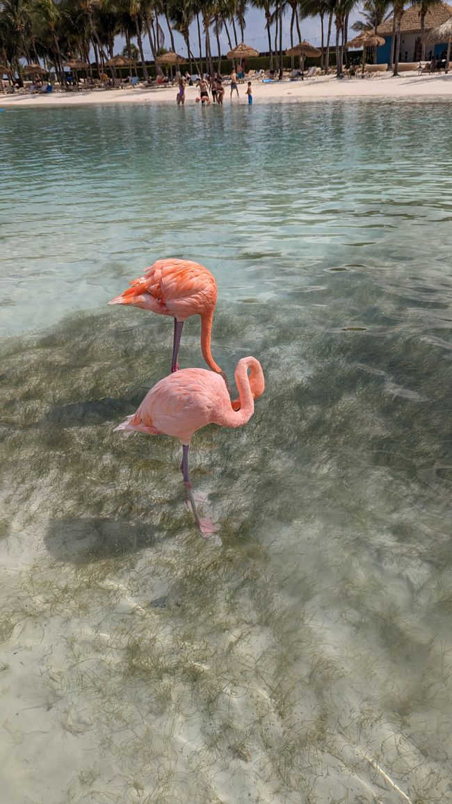 Flamingo Island - Iguana Beach
