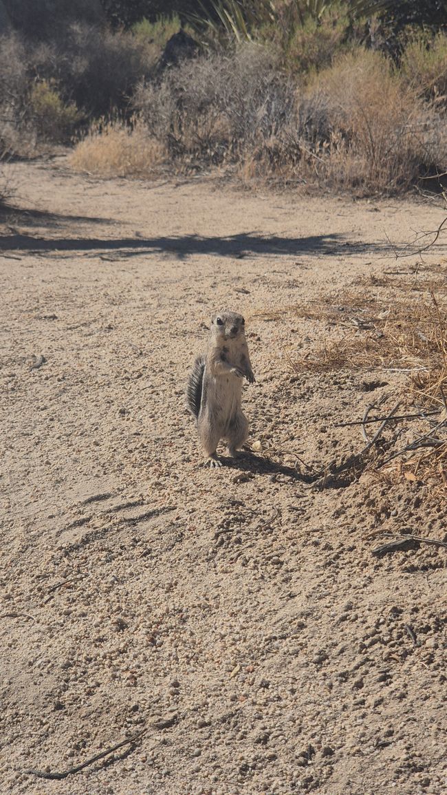 26.09. Joshua Tree Park