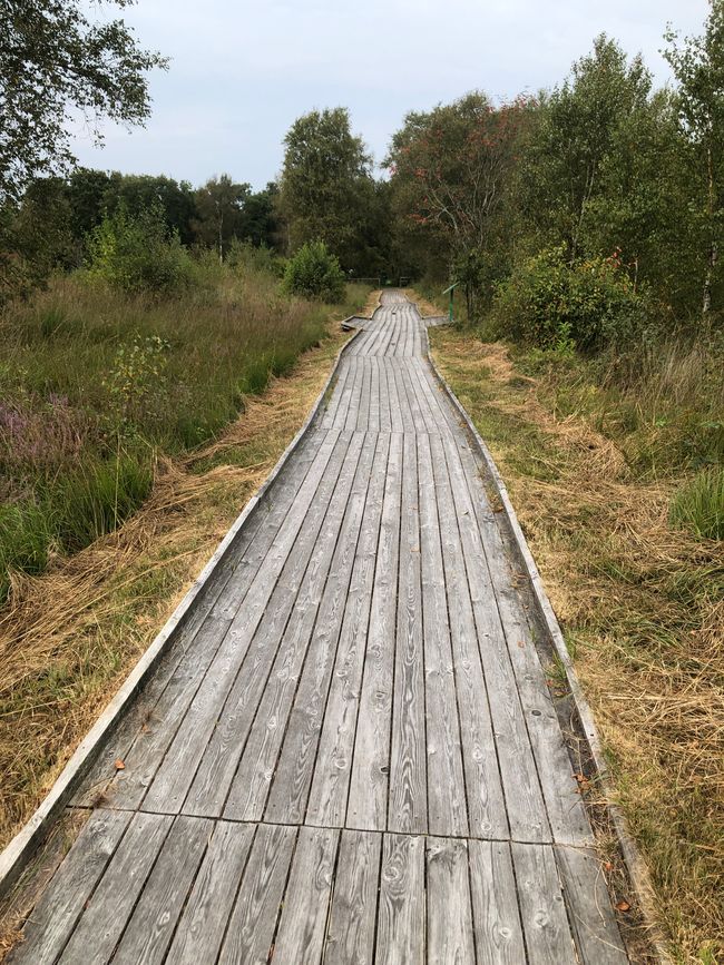 Un camino de tablones atraviesa esta área