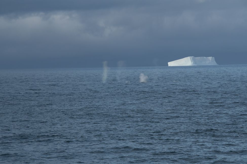 Buckelwale / Humpback whales