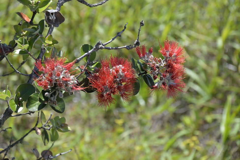Arbre Ohi'a