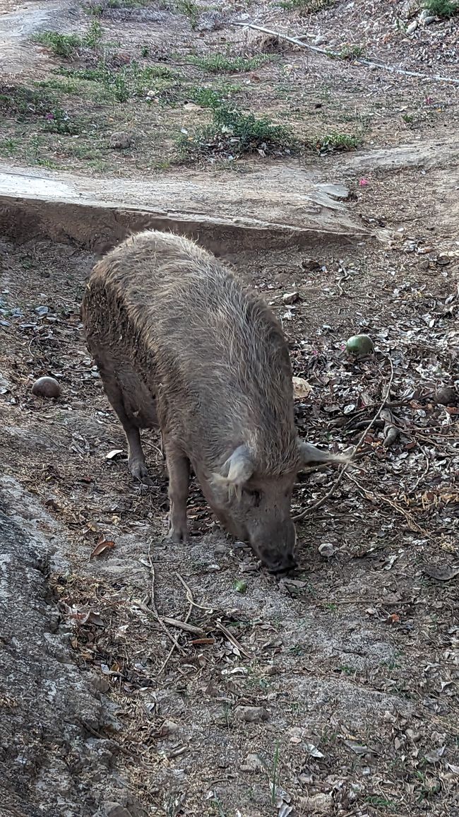 Schwein bei Playa Porto Mari
